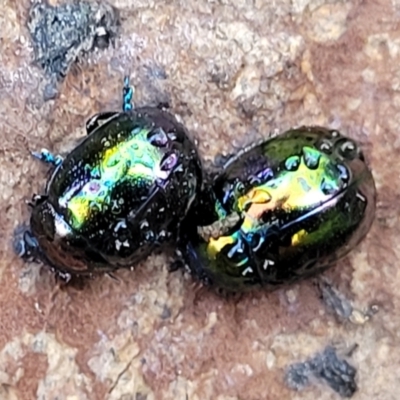 Callidemum hypochalceum (Hop-bush leaf beetle) at Cotter River, ACT - 14 Jul 2023 by trevorpreston