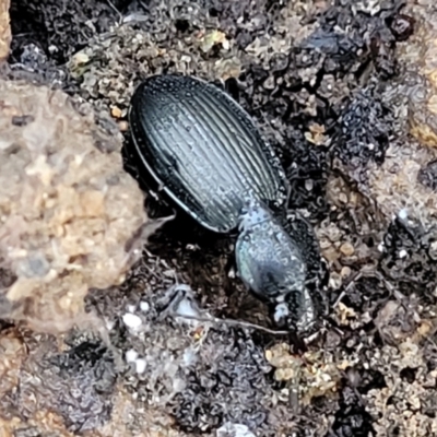 Pterostichini (tribe) (A Carabid beetle) at Lower Cotter Catchment - 14 Jul 2023 by trevorpreston