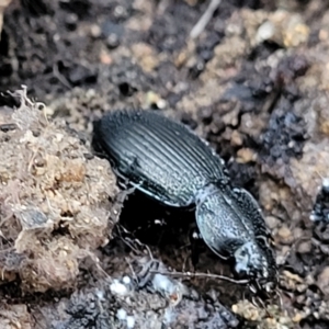 Pterostichini (tribe) at Cotter River, ACT - 14 Jul 2023