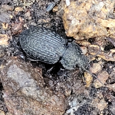 Adelium porcatum (Darkling Beetle) at Cotter River, ACT - 14 Jul 2023 by trevorpreston