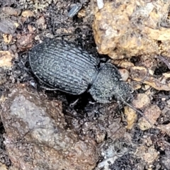 Adelium porcatum (Darkling Beetle) at Cotter River, ACT - 14 Jul 2023 by trevorpreston