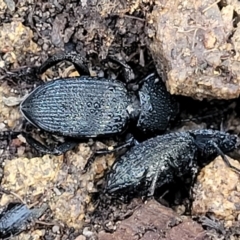 Cardiothorax monarensis (Darkling beetle) at Lower Cotter Catchment - 14 Jul 2023 by trevorpreston