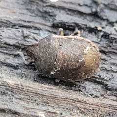 Dictyotus sp. (genus) (A brown shield bug) at Lower Cotter Catchment - 14 Jul 2023 by trevorpreston