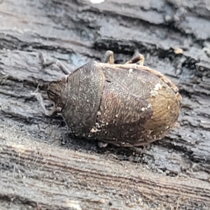 Dictyotus sp. (genus) at Cotter River, ACT - 14 Jul 2023