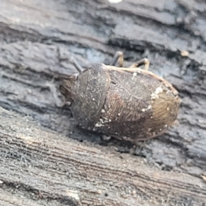 Dictyotus sp. (genus) at Cotter River, ACT - 14 Jul 2023