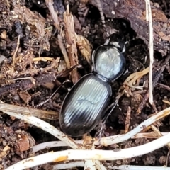 Eurylychnus sp. (genus) (Predaceous ground beetle) at Cotter River, ACT - 14 Jul 2023 by trevorpreston