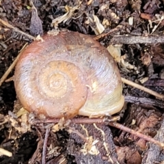 Austrorhytida capillacea (Common Southern Carnivorous Snail) at Cotter River, ACT - 14 Jul 2023 by trevorpreston