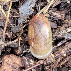 Austrorhytida capillacea at Cotter River, ACT - 14 Jul 2023