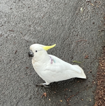 Cacatua galerita (Sulphur-crested Cockatoo) at Lyneham, ACT - 28 Jun 2023 by seb206