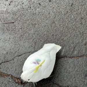 Cacatua galerita at Lyneham, ACT - 28 Jun 2023 04:07 PM