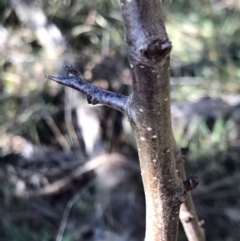 Pyrus calleryana (Callery Pear) at Lawson, ACT - 30 Jun 2023 by rainer