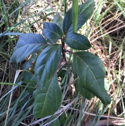 Viburnum tinus (Laurustinus) at Lawson, ACT - 29 Jun 2023 by rainer