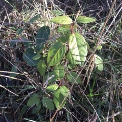 Viburnum tinus (Laurustinus) at Lawson, ACT - 30 Jun 2023 by rainer