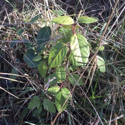 Viburnum tinus (Laurustinus) at Lawson, ACT - 29 Jun 2023 by rainer