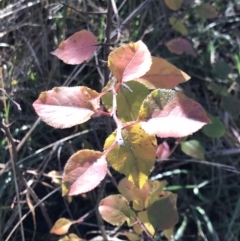 Pyrus calleryana (Callery Pear) at Lawson, ACT - 30 Jun 2023 by rainer