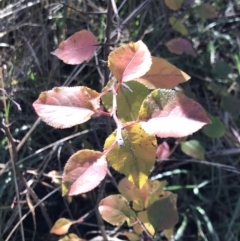 Pyrus calleryana (Callery Pear) at Lawson, ACT - 29 Jun 2023 by rainer