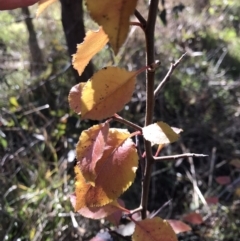 Pyrus calleryana at Lawson, ACT - 30 Jun 2023 09:34 AM