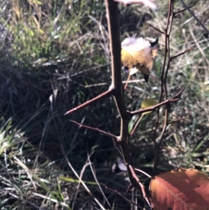 Pyrus calleryana at Lawson, ACT - 30 Jun 2023 09:34 AM