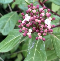 Viburnum tinus (Laurustinus) at Evatt, ACT - 24 Jun 2023 by rainer