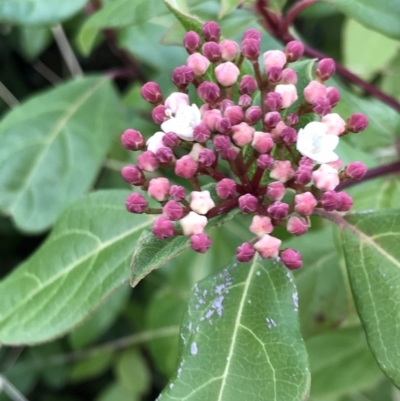 Viburnum tinus (Laurustinus) at Evatt, ACT - 24 Jun 2023 by rainer