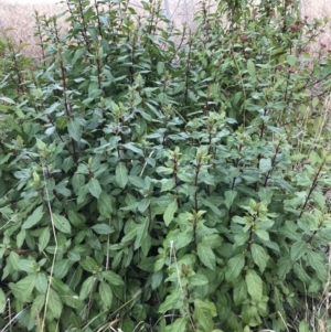 Viburnum tinus at Evatt, ACT - 24 Jun 2023 11:13 AM