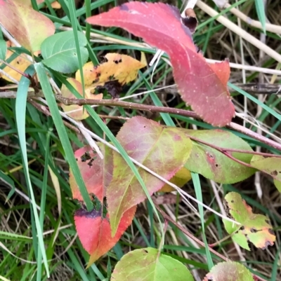 Pyrus ussuriensis (Manchurian Pear) at Giralang Wetlands - 19 Jun 2023 by rainer