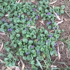 Viola odorata (Sweet Violet, Common Violet) at Giralang, ACT - 19 Jun 2023 by rainer