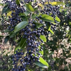 Ligustrum sinense (Narrow-leaf Privet, Chinese Privet) at Evatt, ACT - 11 Jun 2023 by rainer