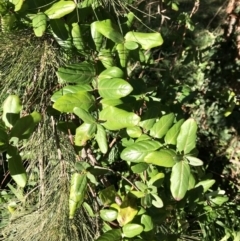 Lonicera japonica (Japanese Honeysuckle) at Evatt, ACT - 11 Jun 2023 by rainer