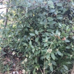 Viburnum tinus at Evatt, ACT - 11 Jun 2023