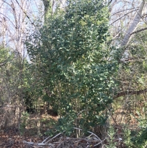 Ligustrum lucidum at Evatt, ACT - 11 Jun 2023