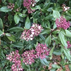 Viburnum tinus (Laurustinus) at Ainslie volcanic grassland - 9 Jun 2023 by rainer