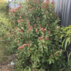 Viburnum tinus at Campbell, ACT - 9 Jun 2023