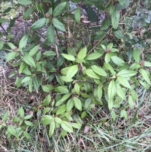 Viburnum tinus at Campbell, ACT - 9 Jun 2023