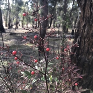 Nandina domestica at Campbell, ACT - 9 Jun 2023