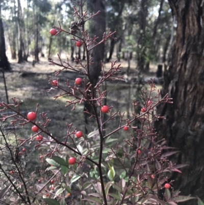 Nandina domestica (Sacred Bamboo) at Ainslie volcanic grassland - 9 Jun 2023 by rainer