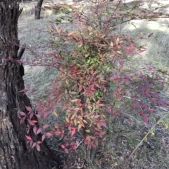 Nandina domestica at Campbell, ACT - 9 Jun 2023