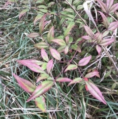 Nandina domestica at Campbell, ACT - 9 Jun 2023