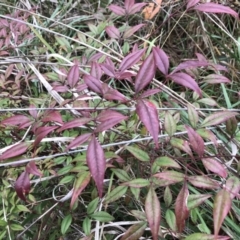 Nandina domestica at Campbell, ACT - 9 Jun 2023