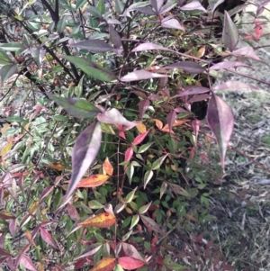 Nandina domestica at Campbell, ACT - 9 Jun 2023