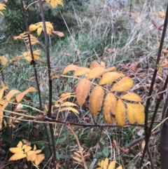 Sorbus domestica (Service Tree) at Ainslie volcanic grassland - 9 Jun 2023 by rainer