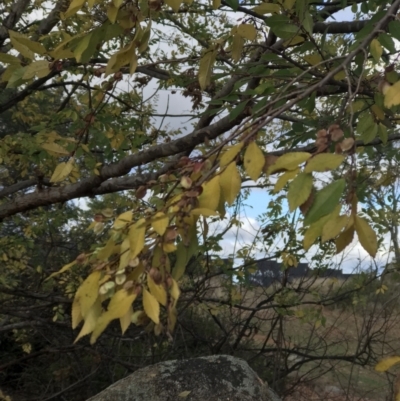 Ulmus parvifolia (Chinese Elm) at Ainslie volcanic grassland - 8 Jun 2023 by rainer