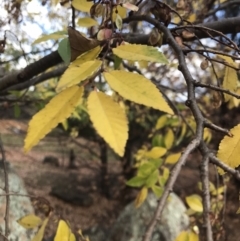 Ulmus parvifolia at Ainslie, ACT - 9 Jun 2023