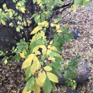 Ulmus parvifolia at Ainslie, ACT - 9 Jun 2023