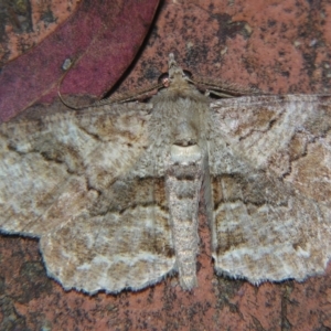 Cleora repetita at Sheldon, QLD - 23 Mar 2007