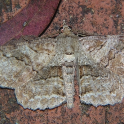 Cleora repetita (Ennominae) at Sheldon, QLD - 23 Mar 2007 by PJH123