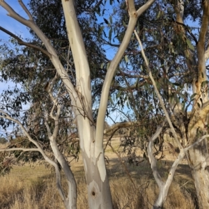 Eucalyptus pauciflora subsp. pauciflora at Kambah, ACT - 14 Jul 2023
