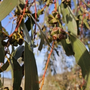 Eucalyptus pauciflora subsp. pauciflora at Kambah, ACT - 14 Jul 2023 08:32 AM