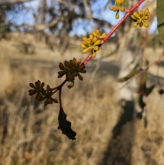 Eucalyptus pauciflora subsp. pauciflora at Kambah, ACT - 14 Jul 2023 08:32 AM