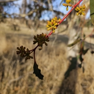 Eucalyptus pauciflora subsp. pauciflora at Kambah, ACT - 14 Jul 2023 08:32 AM